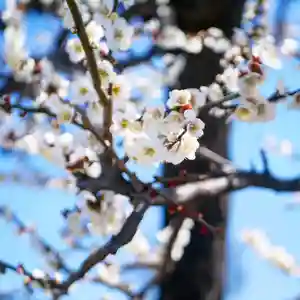 埼玉厄除け開運大師・龍泉寺(切り絵御朱印発祥の寺)の自然(2020年02月19日(水) 20時47分01秒投稿)