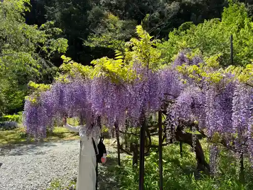 天台宗 五大山 白毫寺の{uncategorized: "未分類", other: "その他", undefined: "問題あり", building: "その他建物", grave: "お墓", sacred_gate: "鳥居", guardian: "狛犬", statue: "像", buddha: "仏像", history: "歴史", nature: "自然", garden: "庭園", animal: "動物", pagoda: "塔", temizu: "手水舎", mountain_gate: "山門・神門", sanctuary: "本殿・本堂", subordinate: "末社・摂社", art: "芸術", scenery: "景色", jizo: "地蔵", ema: "絵馬", goshuin: "御朱印", omikuji: "おみくじ", items: "授与品その他", amulet: "お守り", goshuincho: "御朱印帳", eats: "食事", festival: "お祭り", votive_dance: "神楽", shichigosan: "七五三参", wedding: "結婚式", experience: "体験その他", initially: "初詣", around: "周辺", anti_infection: "感染症対策"}