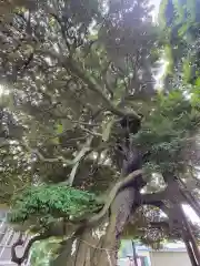 九重神社の自然