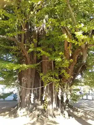 葛飾八幡宮(千葉県)