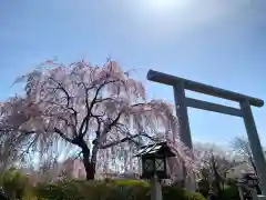 櫻木神社の鳥居