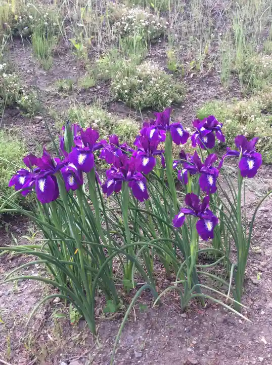 高司神社〜むすびの神の鎮まる社〜の自然