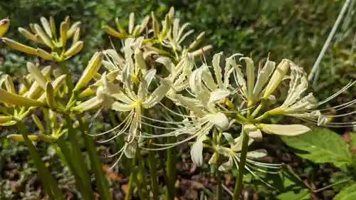 平野神社(京都府)