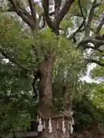 丸亀春日神社(香川県)