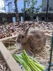 太子堂八幡神社の動物