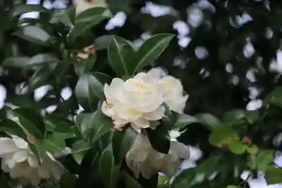 神炊館神社 ⁂奥州須賀川総鎮守⁂の自然