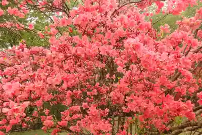 深山巴の宿の自然