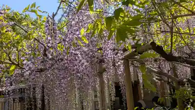 歌泉堂(春日大社神苑萬葉植物園内鎮座)(奈良県)
