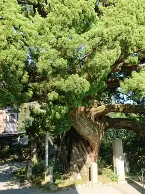 城願寺の自然
