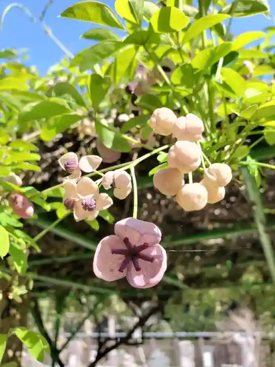 沙沙貴神社の自然