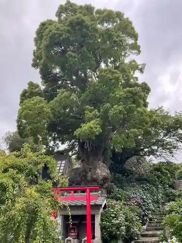 照江寺(静岡県)