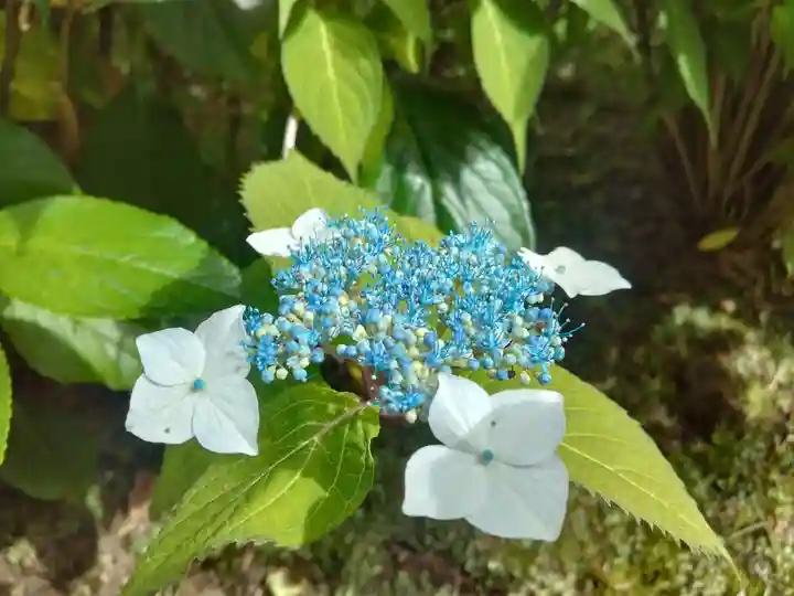 長壽寺(長寿寺)(神奈川県)