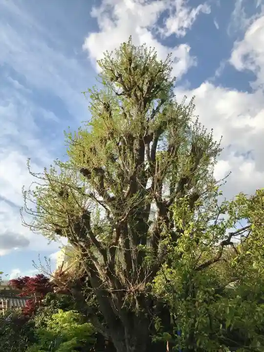 五條天神社の自然