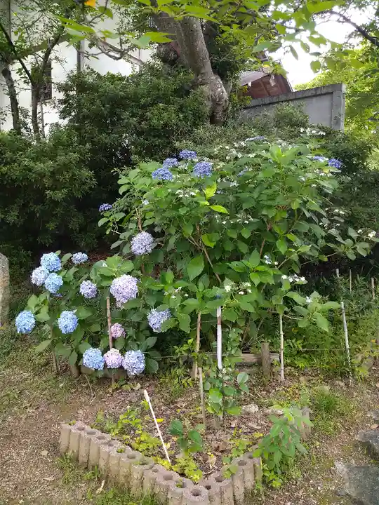 阿智神社の自然