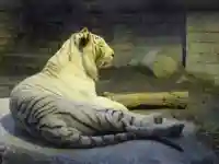 白虎神社の動物