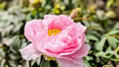 金蛇水神社(宮城県)