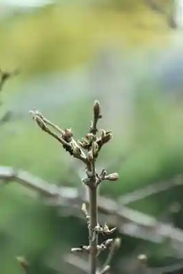 正安寺(神奈川県)