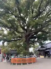 百舌鳥八幡宮(大阪府)