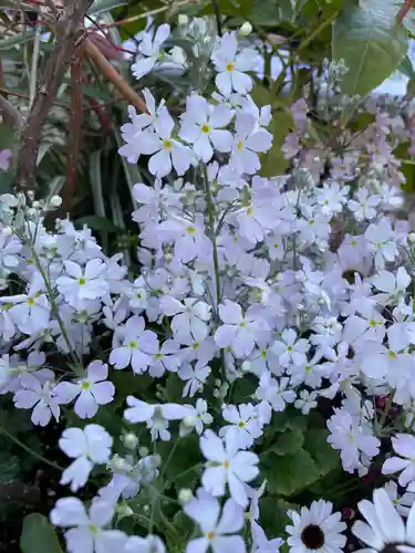 東京大神宮の自然