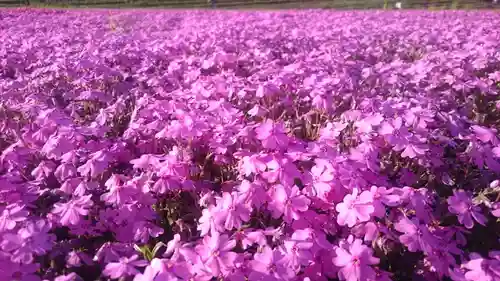 安住神社の自然