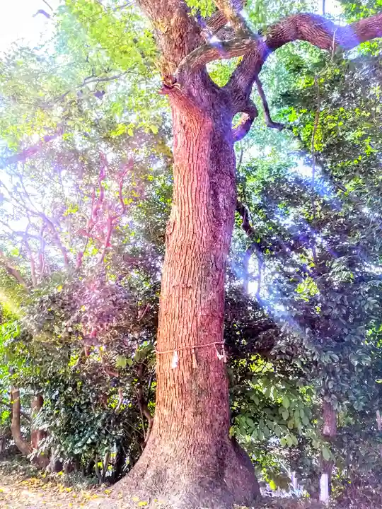 神明社(田中神明社)の自然