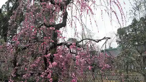 北野天満宮の自然