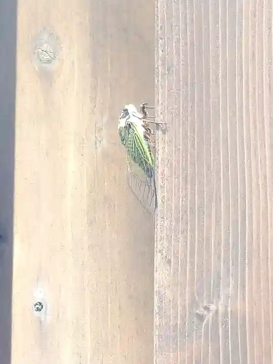 阿智神社の動物