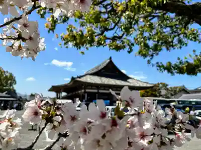 東寺（教王護国寺）(京都府)