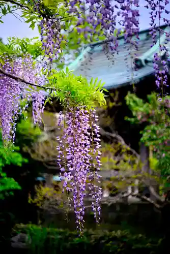 西新井大師総持寺(東京都)