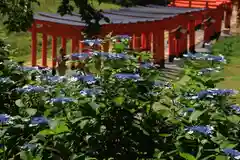 高屋敷稲荷神社の鳥居