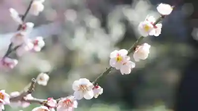 道明寺天満宮(大阪府)