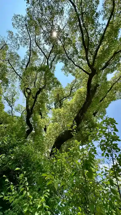 和泉國一之宮 大鳥大社(大阪府)