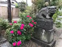 菊田神社の狛犬