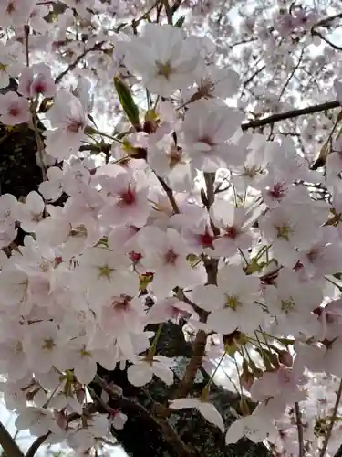京都乃木神社の自然