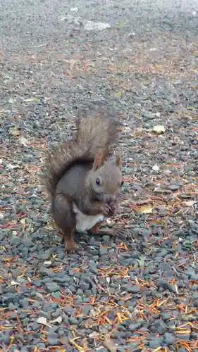 相馬神社の動物