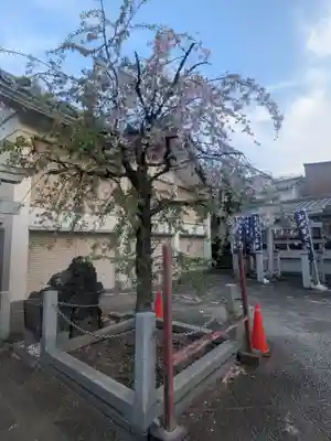 上千葉香取神社(東京都)