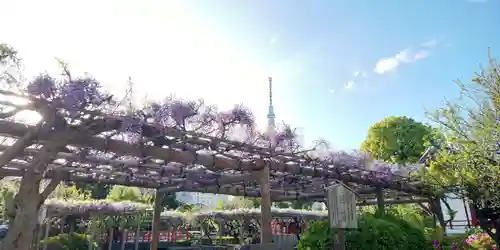 亀戸天神社の庭園