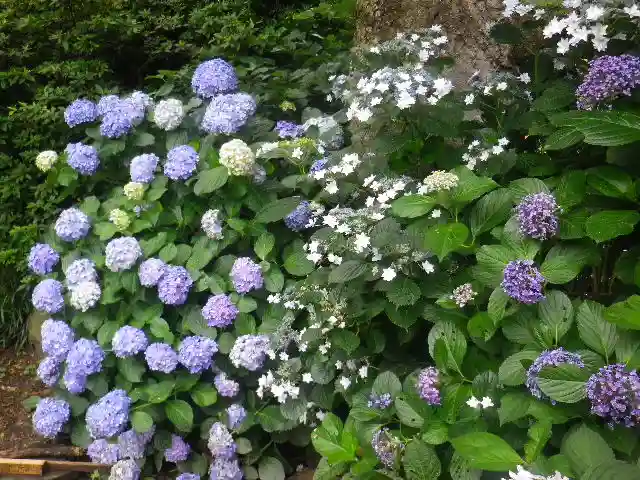 五所神社の自然