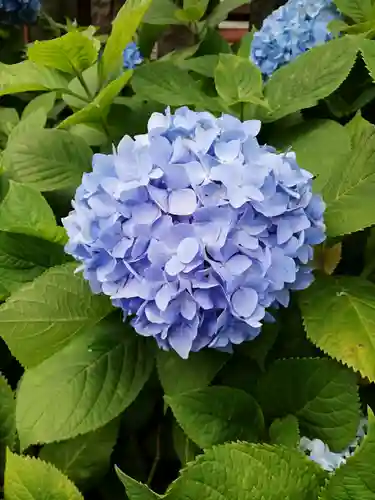 白山神社の自然