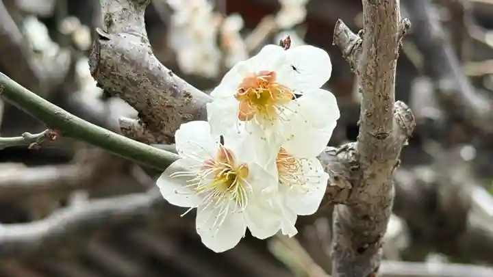 長泉院(埼玉県)