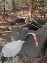 亀岡八幡宮の手水