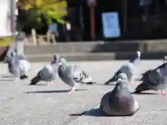 今市報徳二宮神社の動物