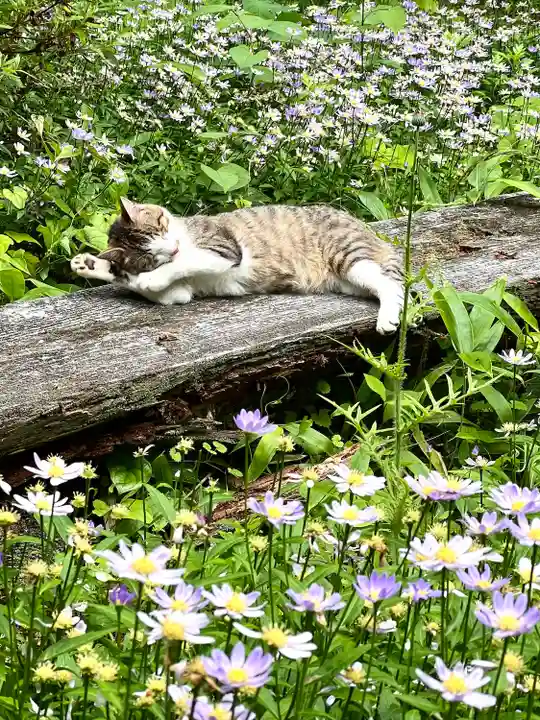修那羅山安宮神社(長野県)