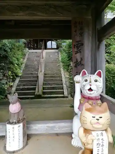 雲林寺の狛犬