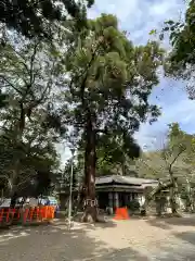 息栖神社の建物その他