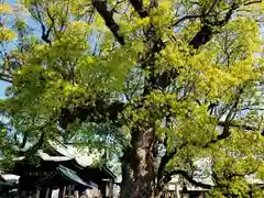 下庄八幡神社の自然