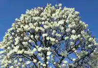 成願寺(東京都)