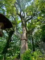 諸杉神社(兵庫県)