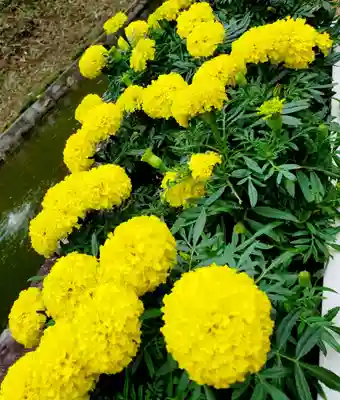 神炊館神社 ⁂奥州須賀川総鎮守⁂(福島県)