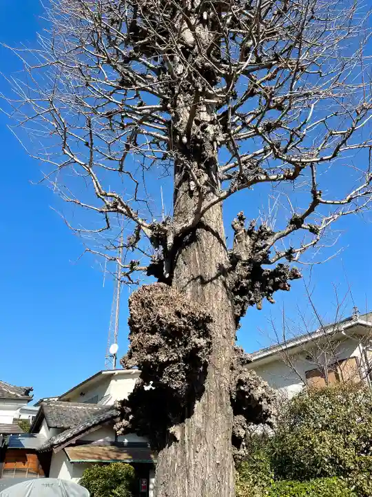 本榮寺(本栄寺)の自然
